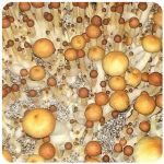 Псилоцибиновые (галлюциногенные)  грибы Psilocybin "Golden Teacher" в Сергаче