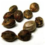 Семена марихуаны АК-47  (Seeds AK-47) в Сергаче